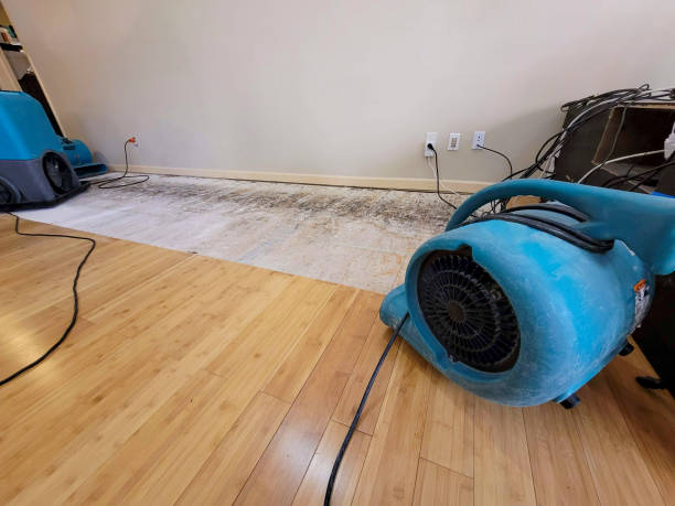 Professional Water Damage Repair technician working in Hoytville, OH